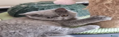Male Blue