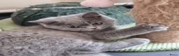 British Shorthair cats for sale: British Shorthair Healthy Vaccinated Microchipped  - Advert 23