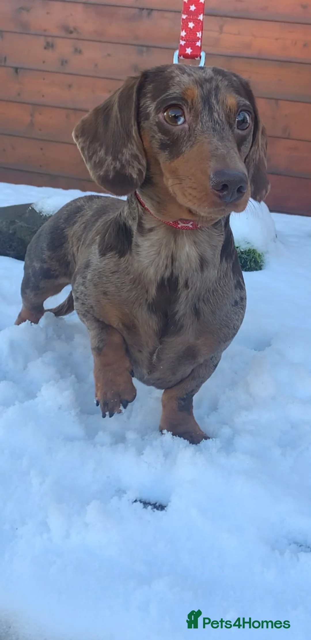 Miniature Dachshund dogs for stud: Extensively Health Tested KC REG Mini Dachshund in Littleborough - Advert 7