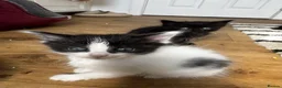 Norwegian Forest Cat cats for sale: mix norwegian kitten ready to go  - Advert 4