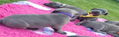 Staffordshire Bull Terrier 8