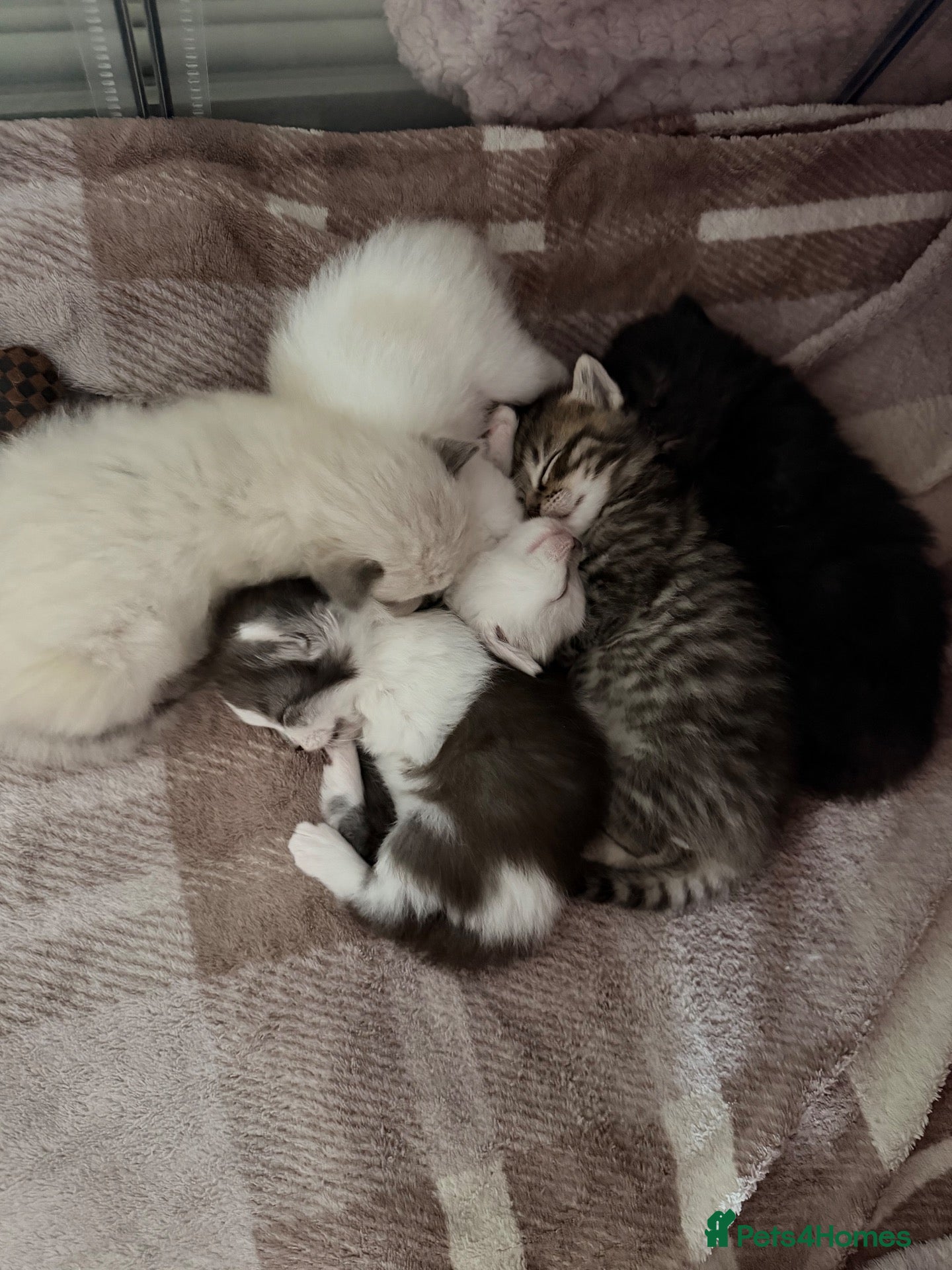 Ragdoll cats Ragdoll mix breed  - Advert 18