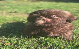 Shih Tzu dogs for sale: Shihtzus chocolates 5* pups  in Telford - Image 2