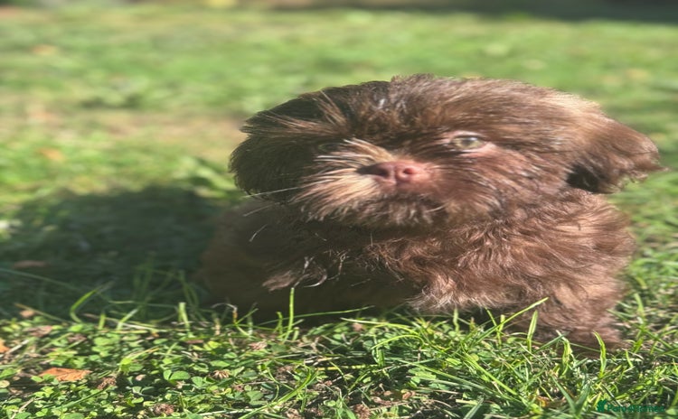 Shih Tzu dogs in Telford - Advert 6
