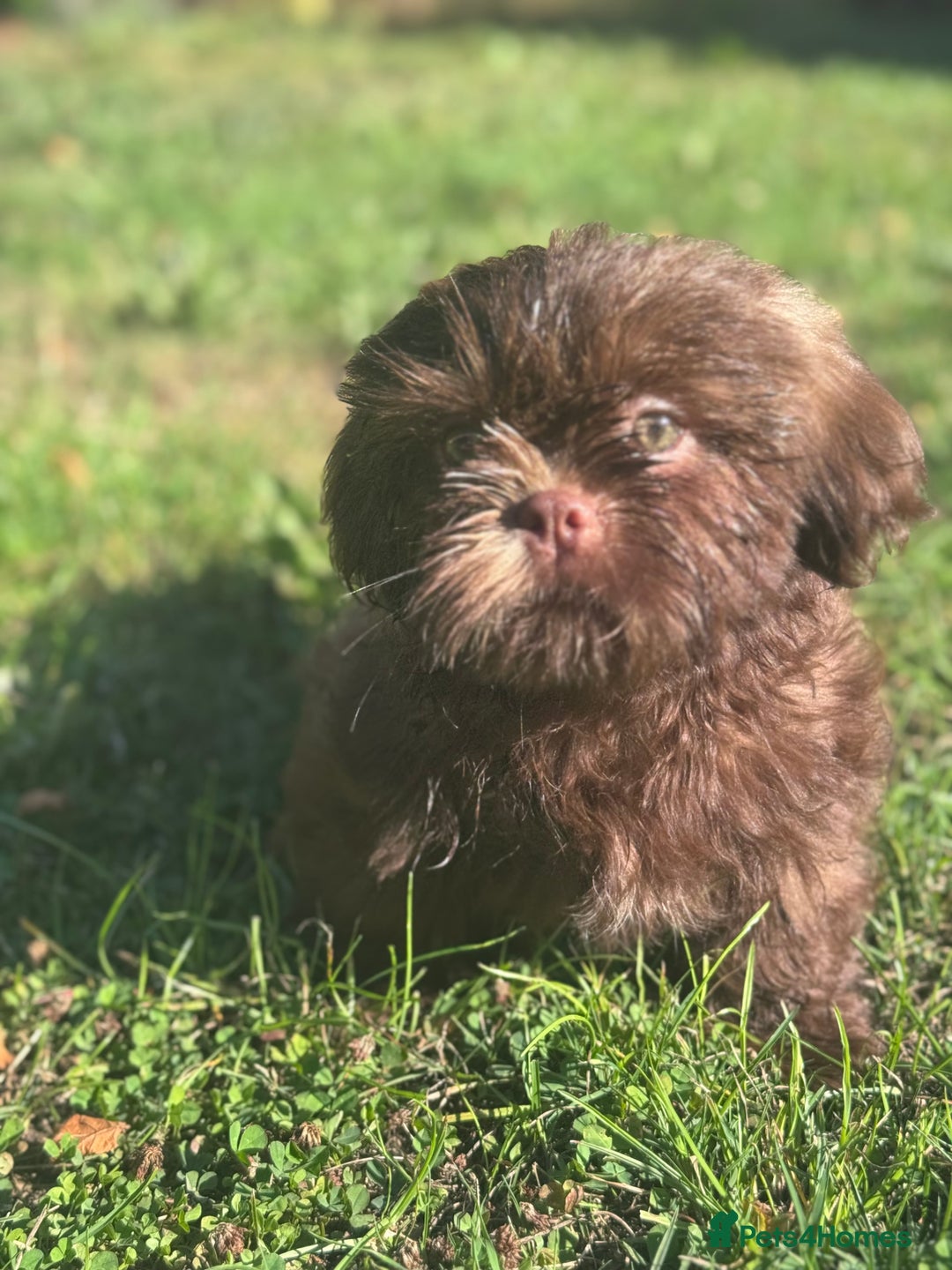 Shih Tzu dogs for sale: Shihtzus chocolates 5* pups  in Telford - Image 2