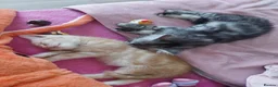 Mixed Breed cats for sale: Gorgeous Loving Kittens Looking for Forever Homes  in Slough - Advert 20