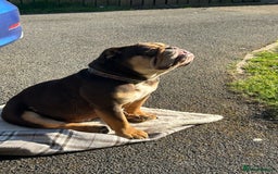 English Bulldog dogs for sale: English bulldog female  - Image 5