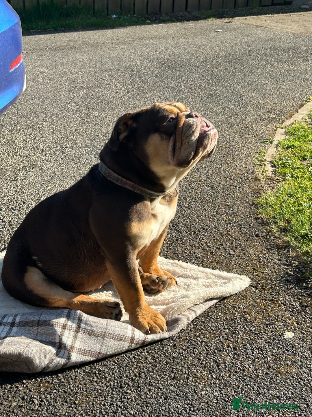 English Bulldog dogs for sale: English bulldog female  - Image 5