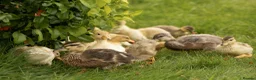 Ducks poultry for sale: Call Ducklings - Mixed, Kent Breeder, Ready Now in Sittingbourne - Advert 3