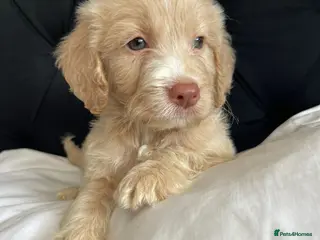 Cockapoo dogs Cockapoo Puppies - Advert 12