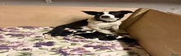 Border Collie dogs for sale: ISDS Border Collie Puppies 🐶 - Advert 20