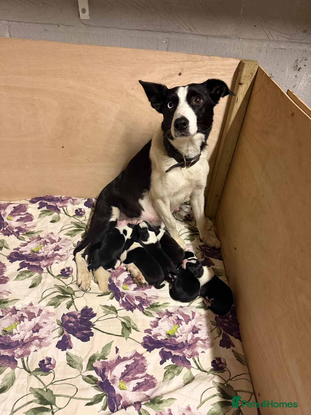 Border Collie dogs for sale: ISDS Border Collie Puppies 🐶 - Advert 20