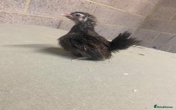 Chickens poultry for sale: 11 week old Serama frizzle bantams  in Milton Keynes - Advert 12