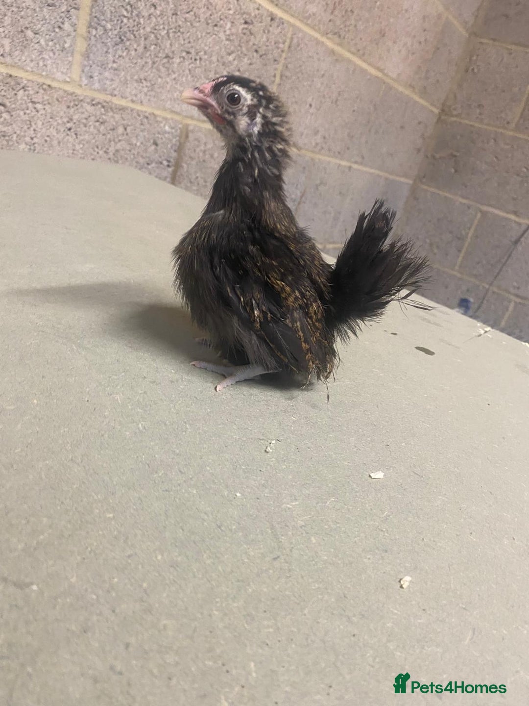 Chickens poultry for sale: 11 week old Serama frizzle bantams  in Milton Keynes - Advert 12