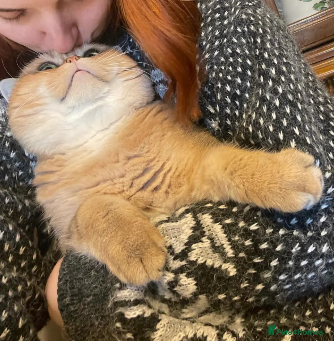 British Shorthair cats for stud: Love Bug NY12 for Stud Duties ONLY in Alton - Advert 10