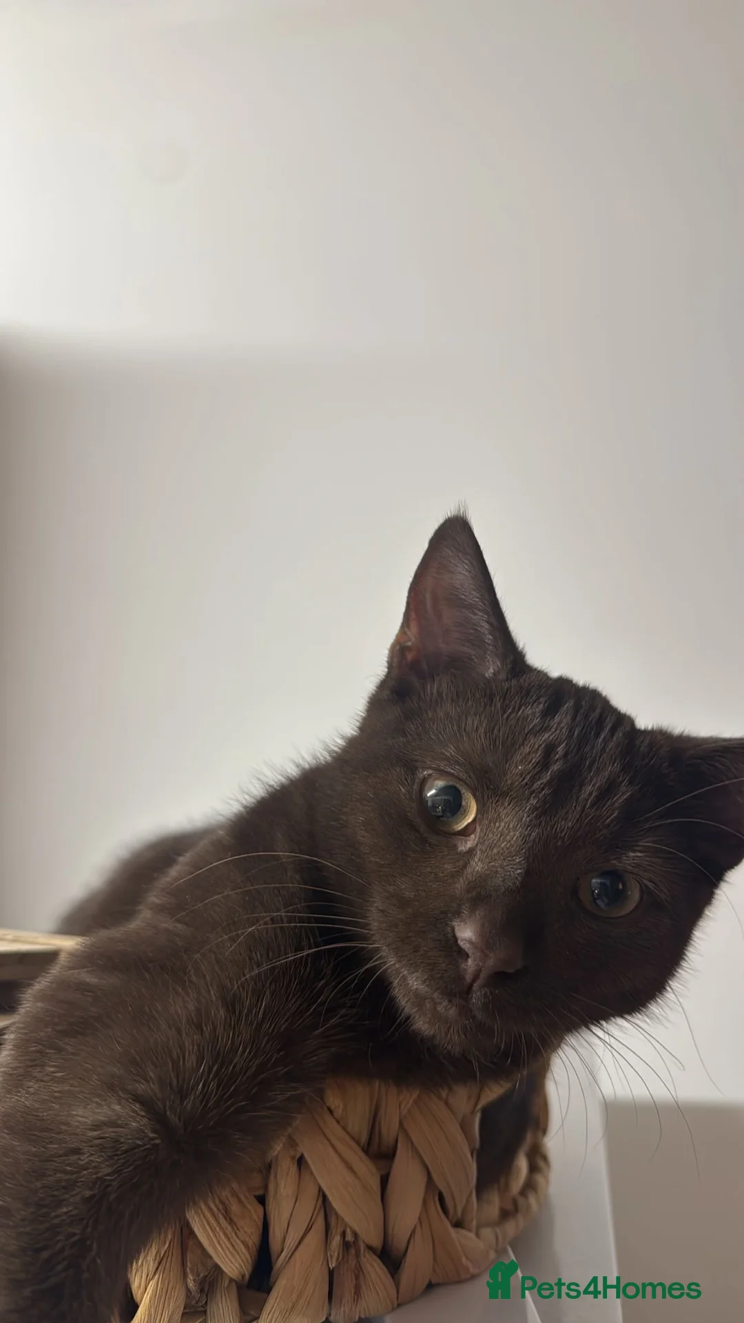 Mixed Breed cats for sale: Chocolate Brown Cat - Reggie/Reg in High Wycombe - Advert 7