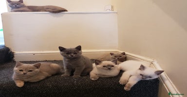 British Shorthair cats - Advert 1