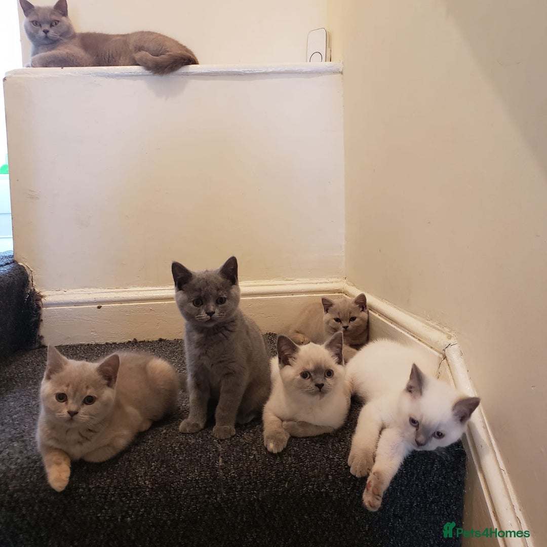 British Shorthair cats for sale: 💜GCCF Kittens Ready for Their Forever Homes!💜 - Image 6