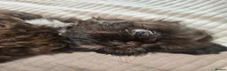 Shih Tzu dogs for sale: Boy shihtzu  in Wakefield - Advert 26