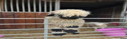 Sheep livestock for sale: Valais Blacknose available  - Advert 2