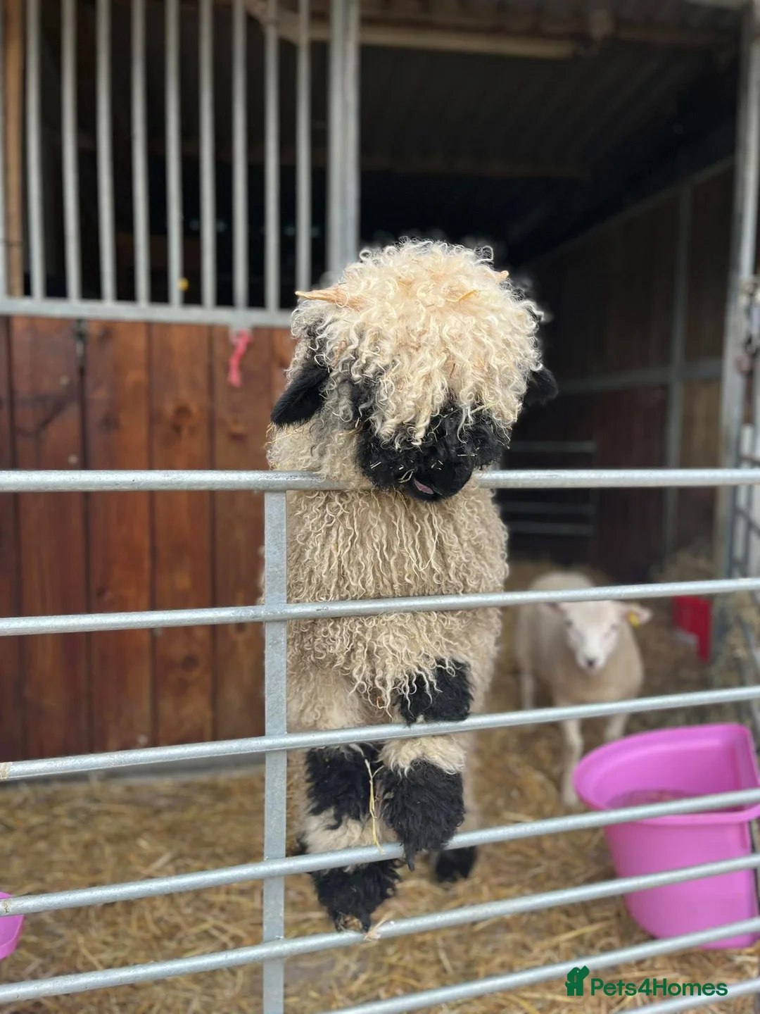 Sheep livestock for sale: Valais Blacknose available  - Advert 2