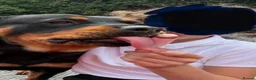 Rottweiler dogs for sale: Beautiful  Rottweiler looking forever loving home  - Advert 6
