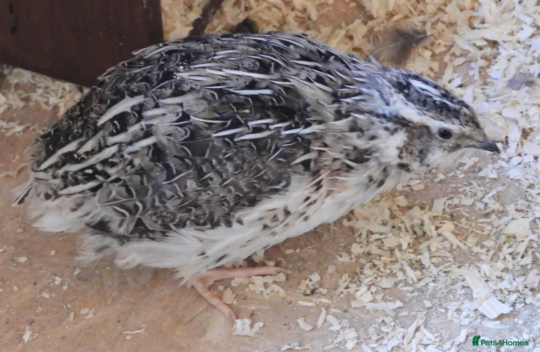 Mixed Breed birds for sale: Breeding Japanese Quails - Advert 2