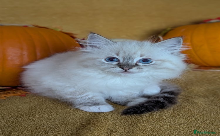 Ragdoll cats - Advert 1