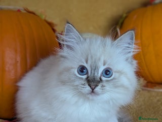 Ragdoll cats - Advert 1