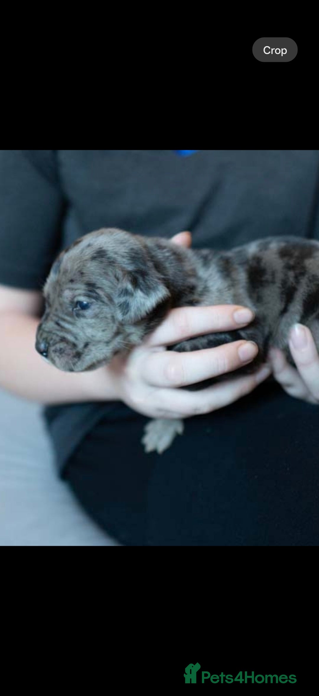 Great Dane dogs for sale: KC Registered Great Danes - Stunning Litter  - Advert 17