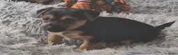 Jack Russell dogs for sale: Black and tan Puppies  - Advert 4
