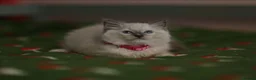 Ragdoll cats for sale: Beautiful Ragdoll kittens  - Advert 10