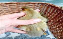 Ducks poultry for sale: Apricot and Mallard Indian Runner Ducklings - Image 11