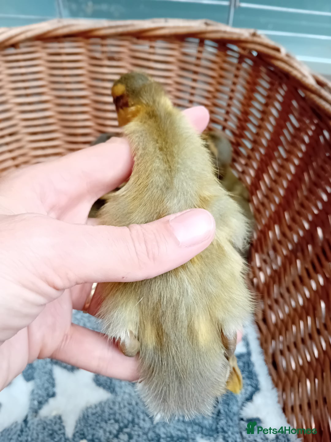 Ducks poultry for sale: Apricot and Mallard Indian Runner Ducklings - Image 11