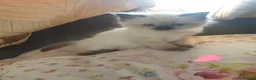 Ragdoll cats for sale: 4 x Fluffy Ragdoll Chocolate Sealpoint kittens - Advert 8