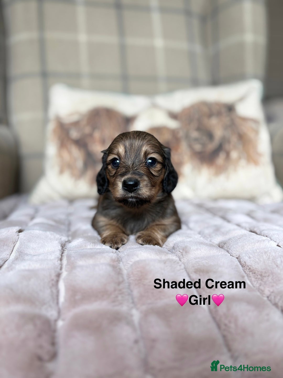 Miniature Dachshund dogs for sale: 🩷LONG HAIRED CREAM DACHSHUNDS🩵 - Advert 6