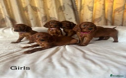 Irish Setter dogs for sale: Irish Setter Puppies 💜 - Image 4