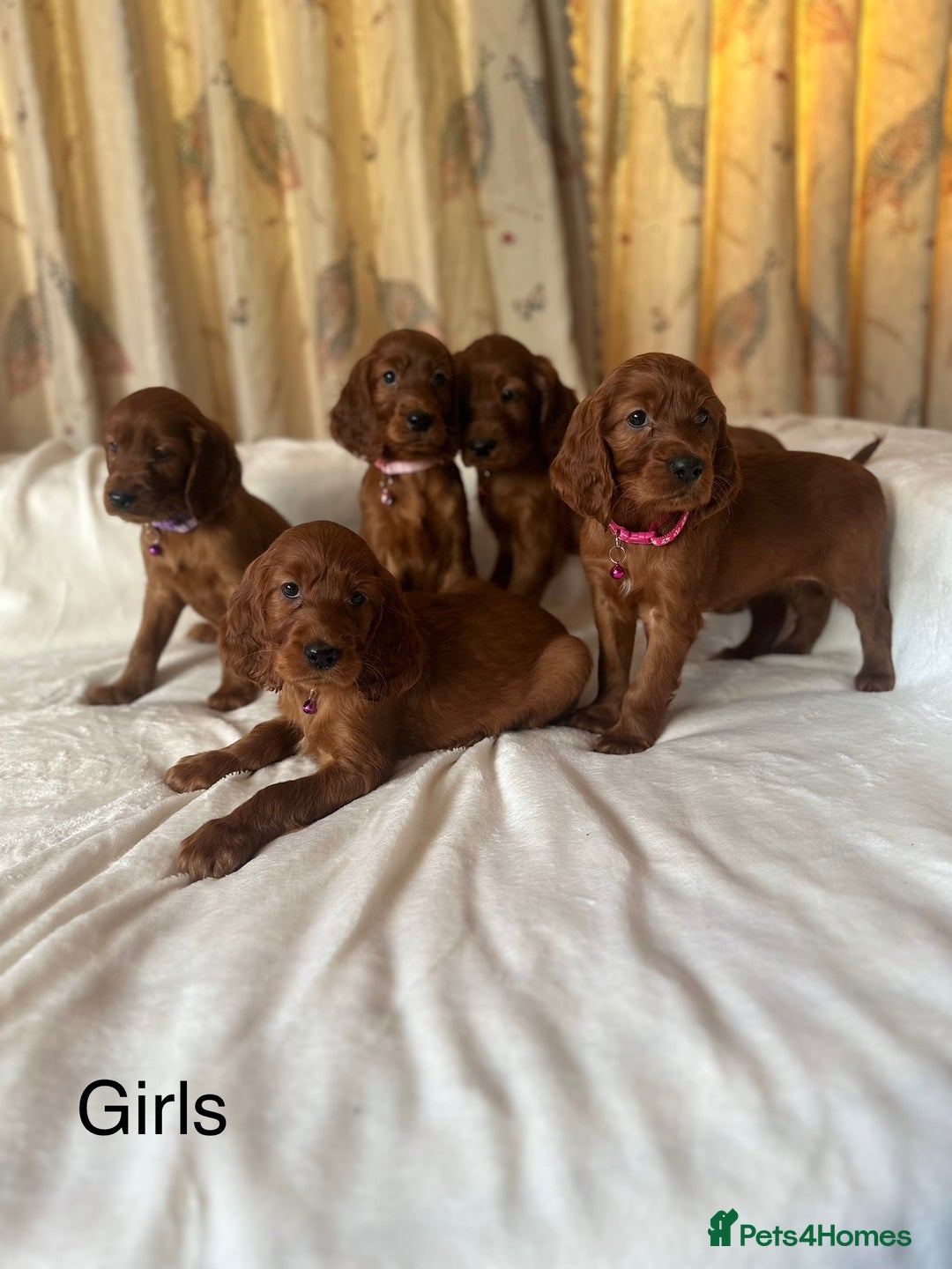 Irish Setter dogs for sale: Irish Setter Puppies 💜 - Image 4
