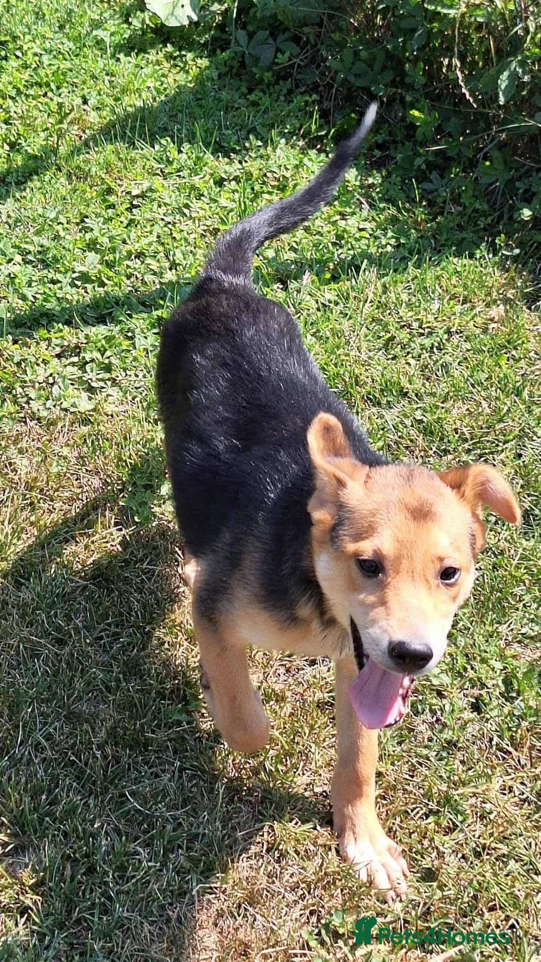 Mixed Breed dogs for adoption: Cola for adoption - Image 3