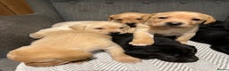 Labrador Retriever dogs for sale: 1 golden/ yellow boy Labrador puppies left - Advert 16