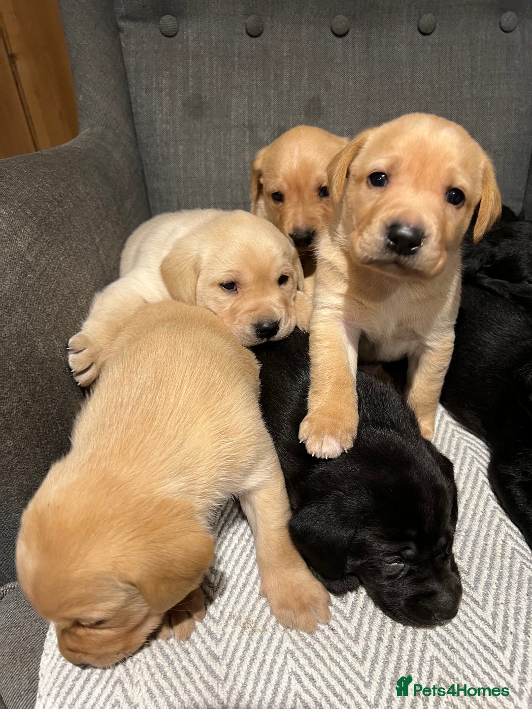 Labrador Retriever dogs for sale: 1 golden/ yellow boy Labrador puppies left - Advert 16