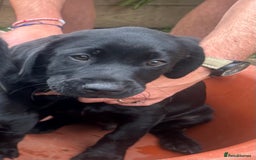 Labrador Retriever dogs for sale: Pedigree Labs ready to Rehome NOW - Image 3
