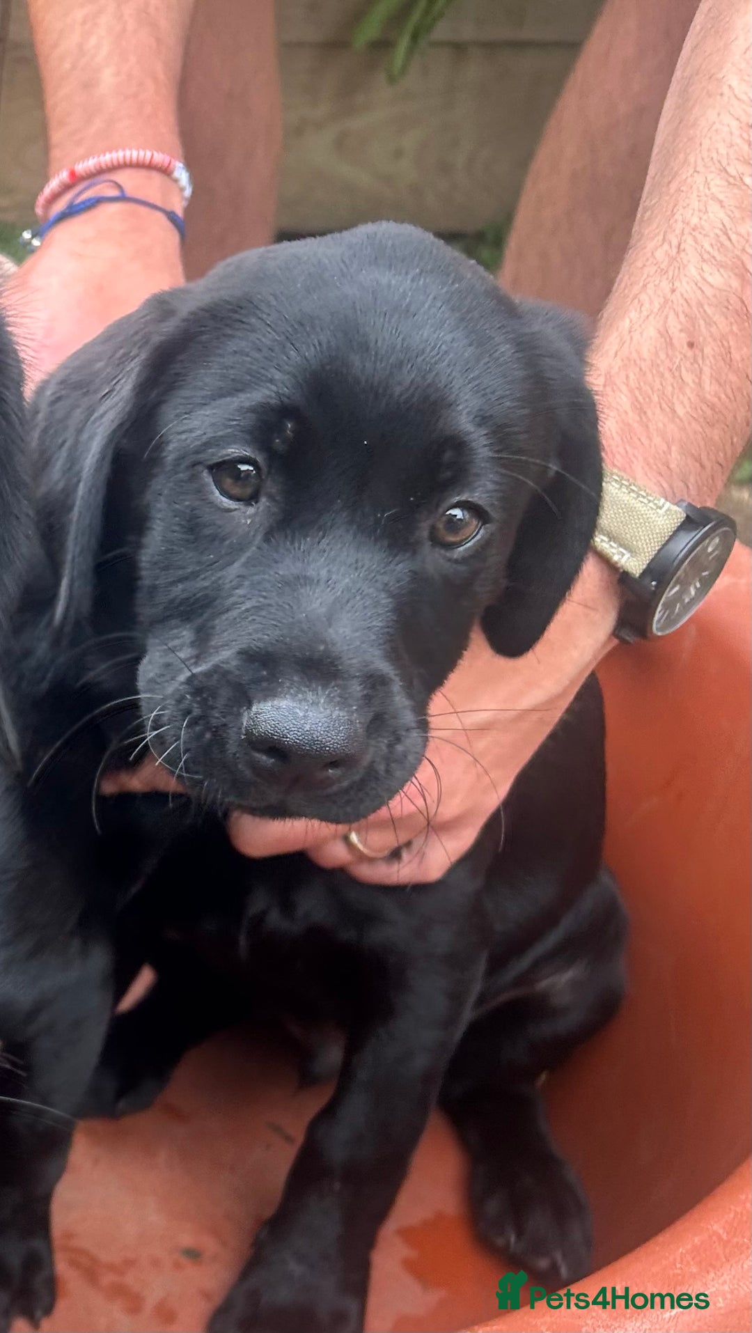 Labrador Retriever dogs for sale: Pedigree Labs ready to Rehome NOW - Image 3