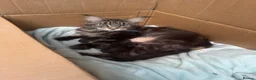 Maine Coon cats for sale: Maine Coon Mackerel Tabby Boy Left  - Advert 6