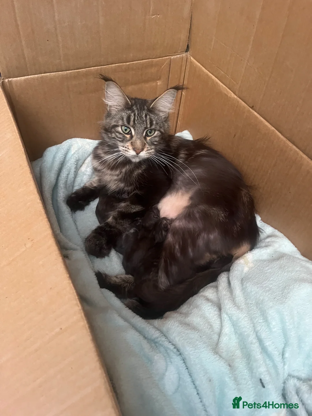 Maine Coon cats for sale: Maine Coon Mackerel Tabby Boy Left  - Advert 6