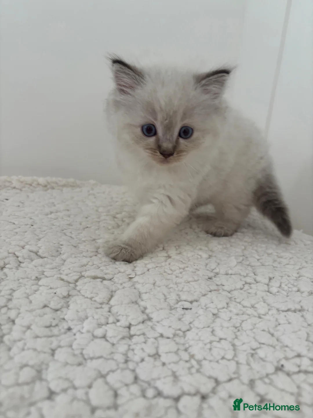Ragdoll cats for sale: *Price Reduced* 3 male ragdoll kittens for sale  - Advert 2