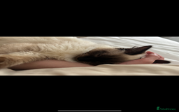 Ragdoll cats for sale: Ragdoll - Image 2