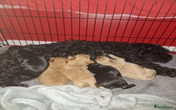 Cockapoo dogs for sale: Cockapoo - Image 11