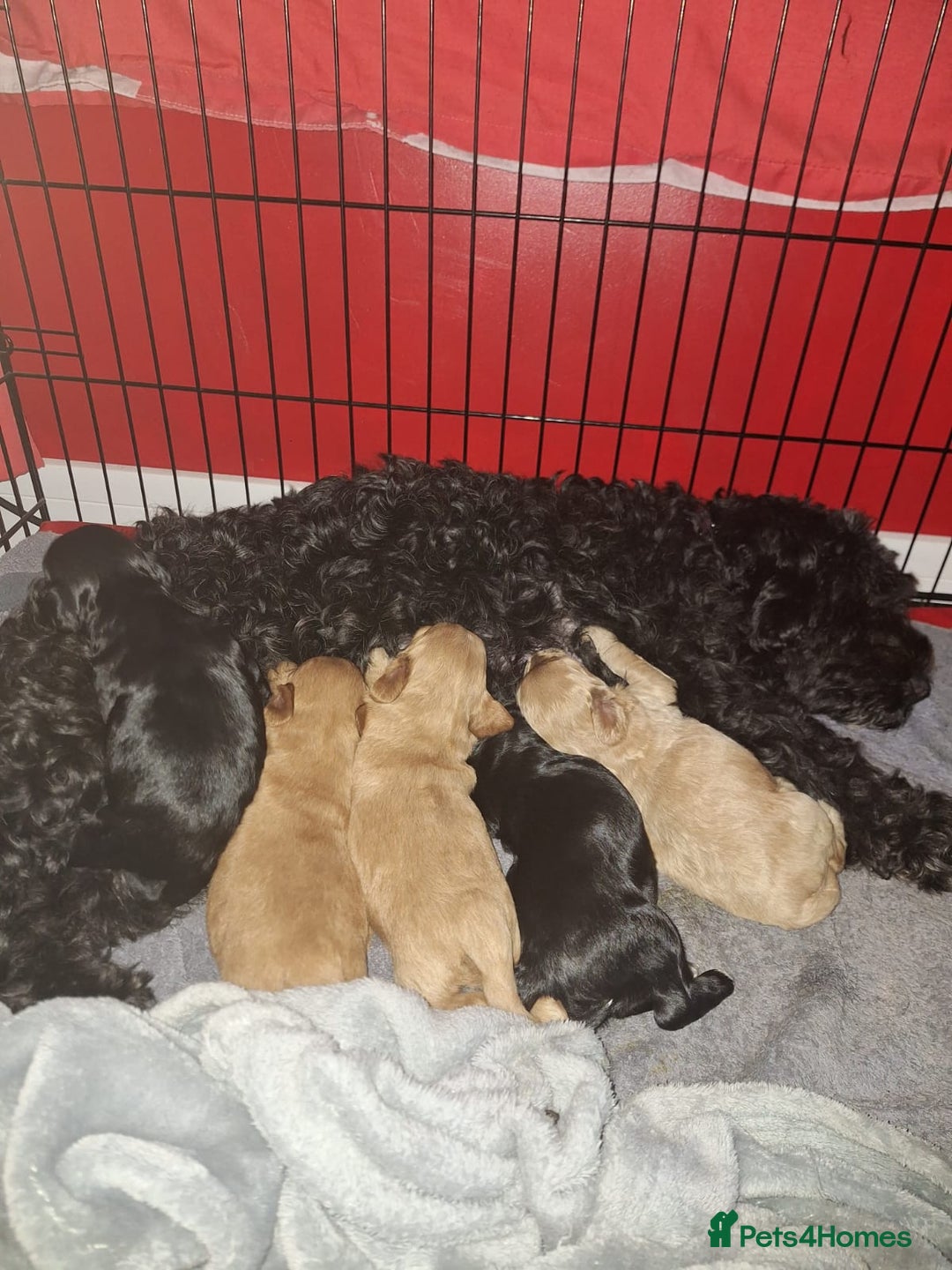 Cockapoo dogs for sale: Cockapoo - Image 11