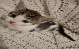 British Shorthair cats for sale: beautiful kittens available to pick up - Image 14